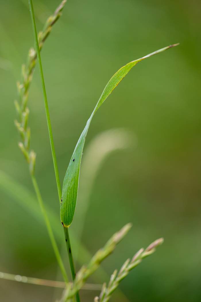 Изображение особи Elytrigia repens.