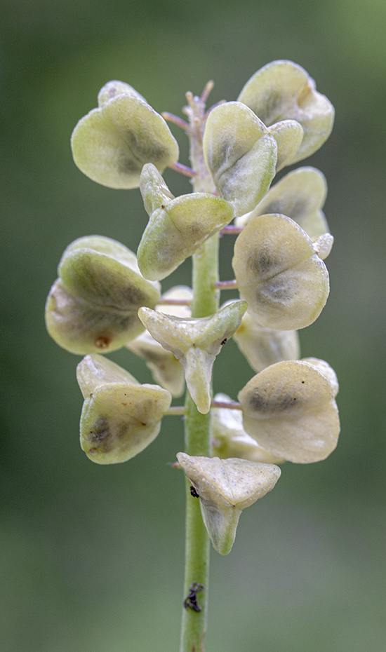 Изображение особи Muscari neglectum.