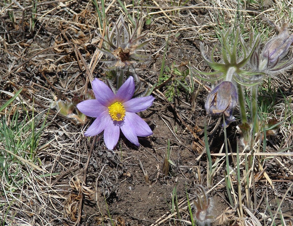 Image of Pulsatilla turczaninovii specimen.