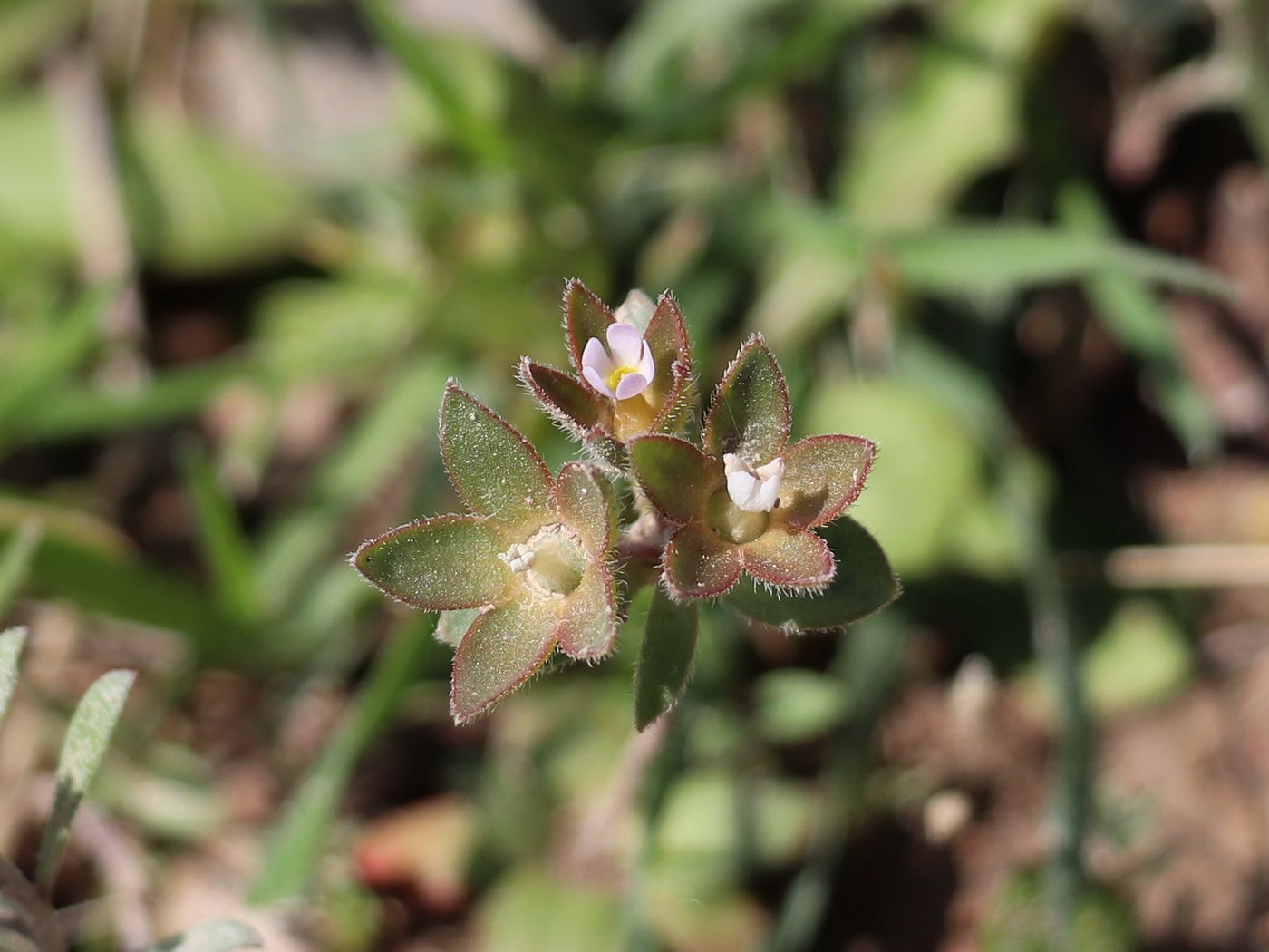 Image of Androsace maxima specimen.