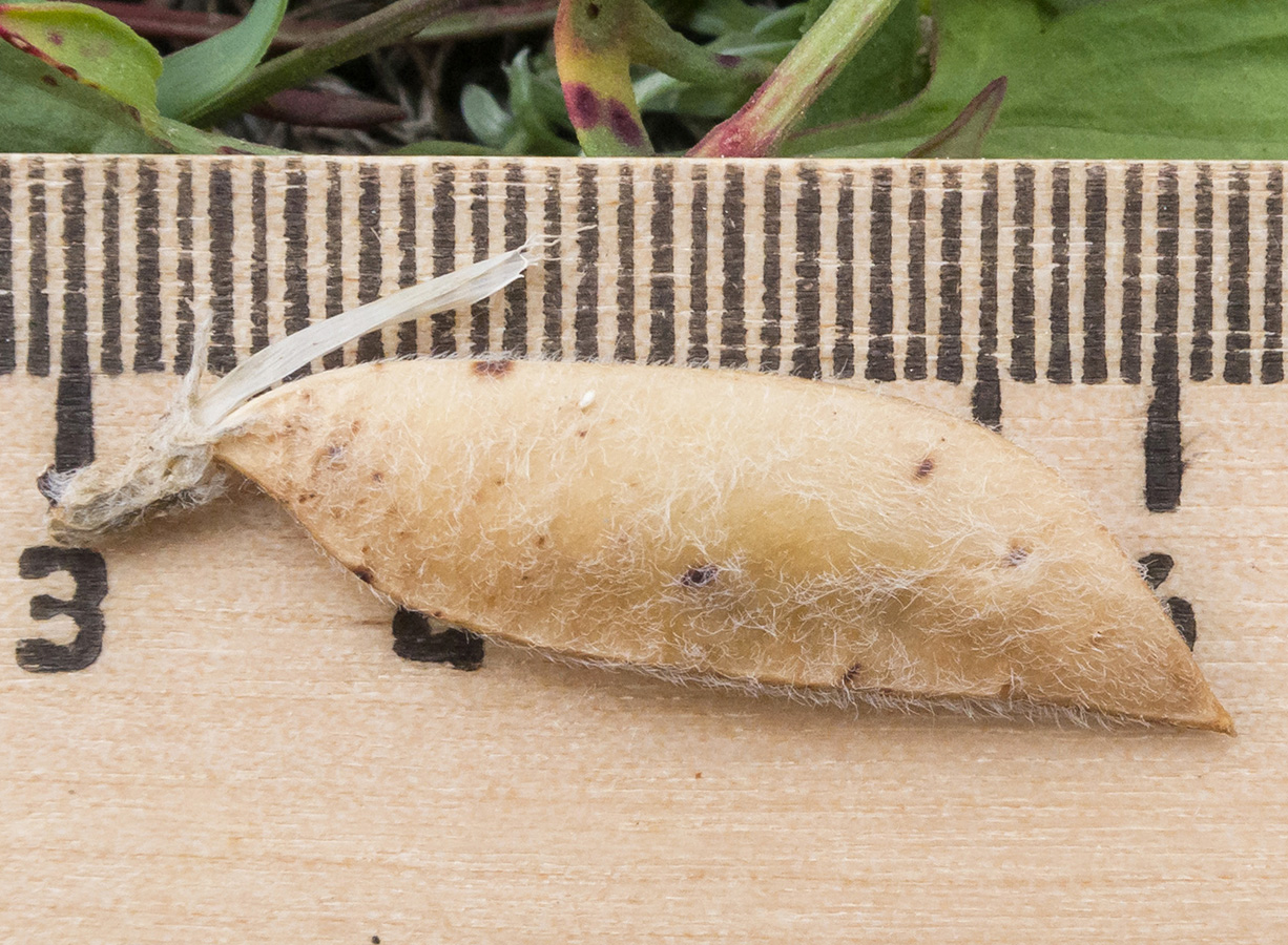 Image of Vicia sosnowskyi specimen.