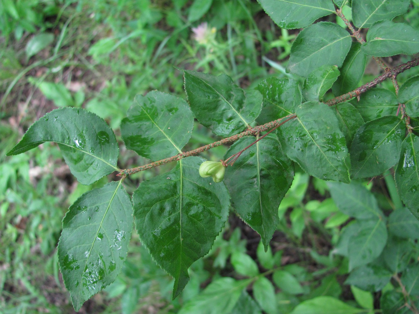 Image of Euonymus verrucosus specimen.