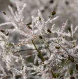 род Cotinus