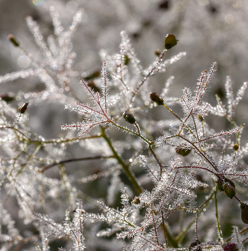 Image of genus Cotinus specimen.