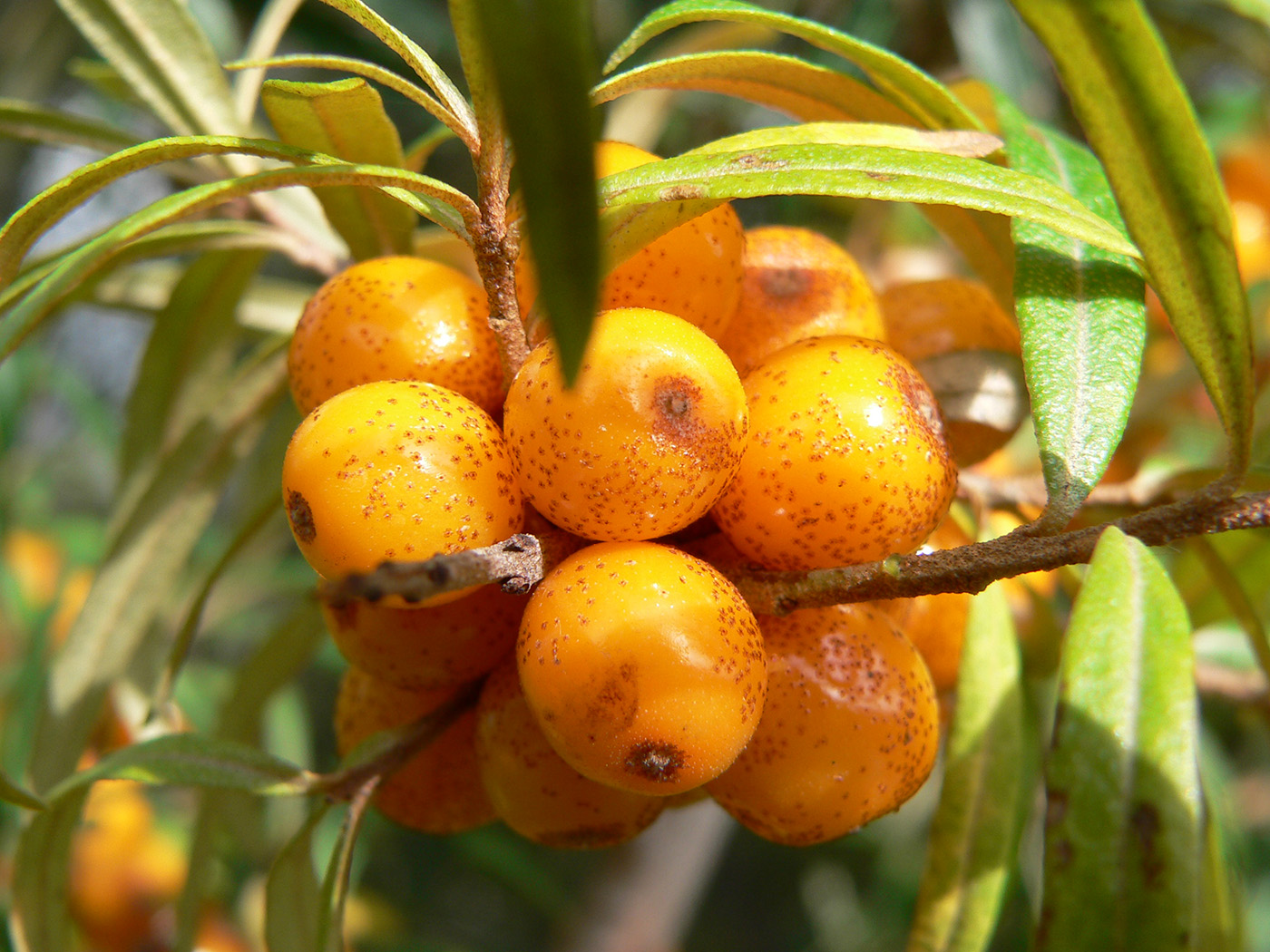 Image of Hippophae rhamnoides specimen.