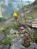 Saxifraga flagellaris. Цветущее растение. Северная Осетия, Алагирский р-н, долина р. Сказдон, ок. 2900 м н.у.м., каменистый склон. 29.07.2021.