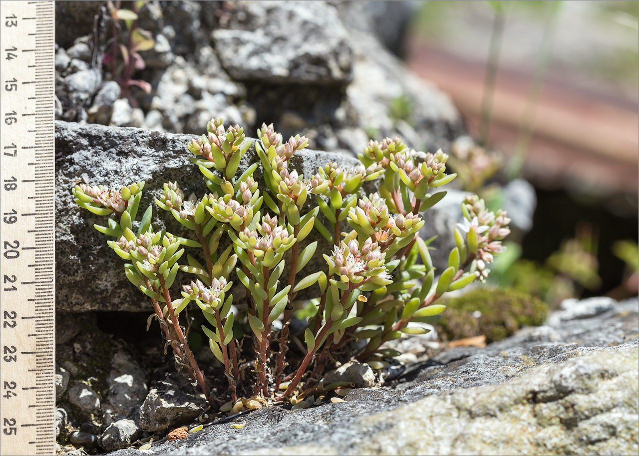 Изображение особи Sedum gracile.