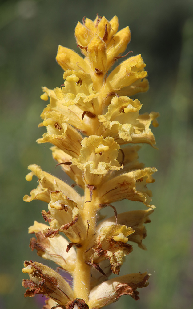 Image of Orobanche ingens specimen.