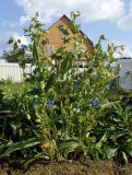 Commelina tuberosa