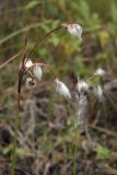 Eriophorum angustifolium. Верхушка плодоносящего растения. Окрестности Мурманска, конец августа 2008 г.