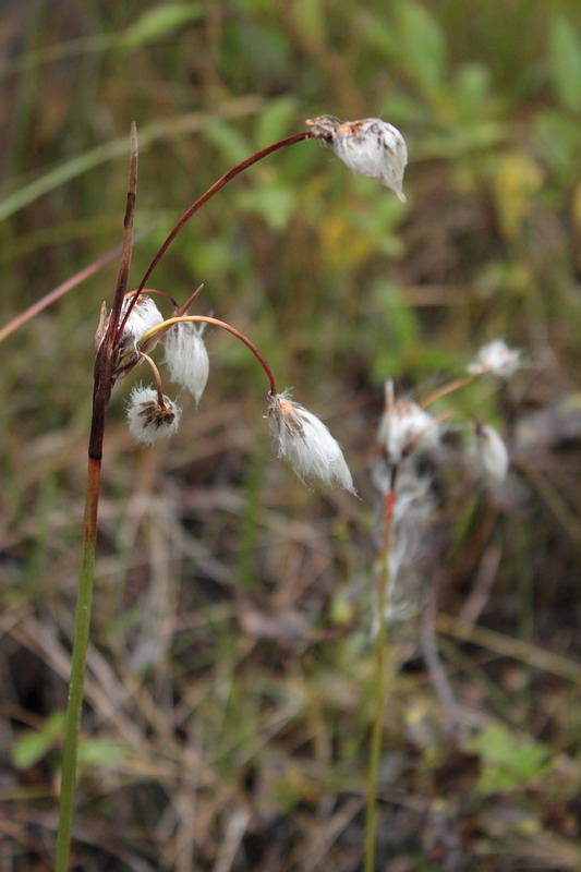 Изображение особи Eriophorum angustifolium.