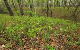 Epimedium koreanum. Цветущие растения в дубовом лесу. Приморский край, Хасанский р-н, окр. с. Кравцовка, бассейн р. Грязная. 16.05.2022.