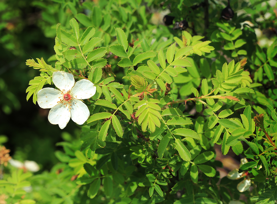 Изображение особи Rosa spinosissima.