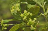 Euonymus sacrosanctus
