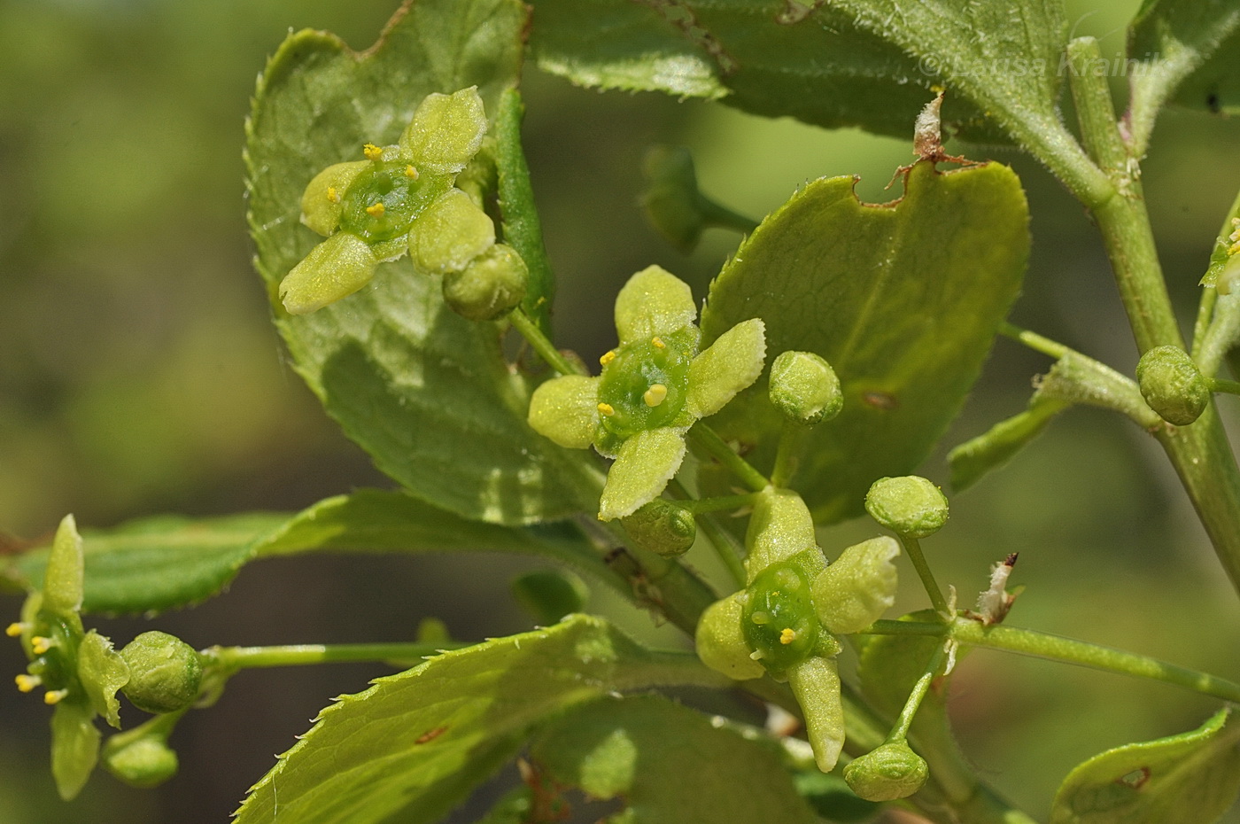 Изображение особи Euonymus sacrosanctus.