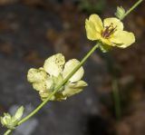 Verbascum tripolitanum. Часть соцветия. Израиль, Верхняя Галилея, западная часть, склон к долине нахаль Бартут. 19.05.2022.