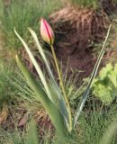 Tulipa humilis