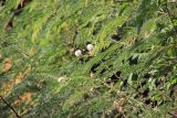 Leucaena leucocephala. Ветвь с соцветиями и листьями. Мадагаскар, провинция Анциранана, регион Диана, остров Нуси Комба. 07.05.2018.