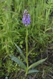 Dactylorhiza baltica