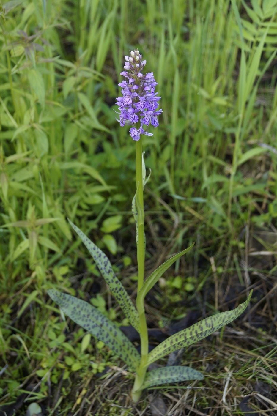 Image of Dactylorhiza baltica specimen.