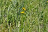 Inula linariifolia