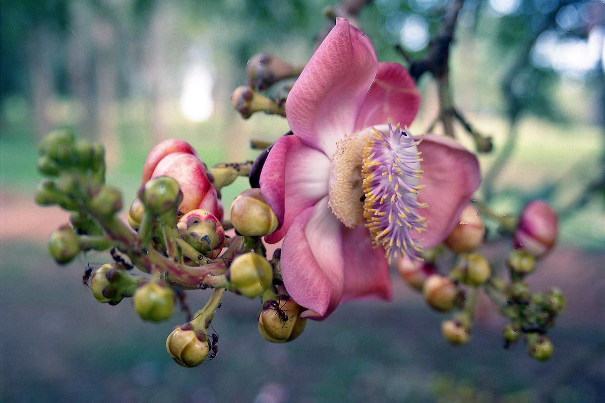 Image of Couroupita guianensis specimen.