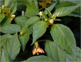 genus Physalis