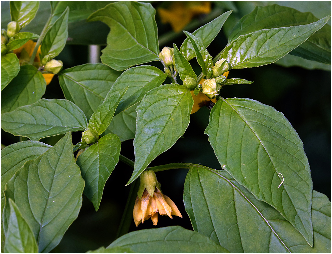 Изображение особи род Physalis.