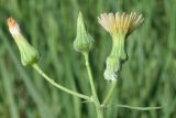 Sonchus oleraceus. Верхушка растения с соцветиями в разных фазах развития. Узбекистан, Наманганская обл., Папский р-н, предгорья Кураминского хр., Ферганская долина, бассейн р. Жийдалисай, окр. местности Жийдабулок (Jiydabuloq), ущелье реки, агроландшафт. 18.06.2022.