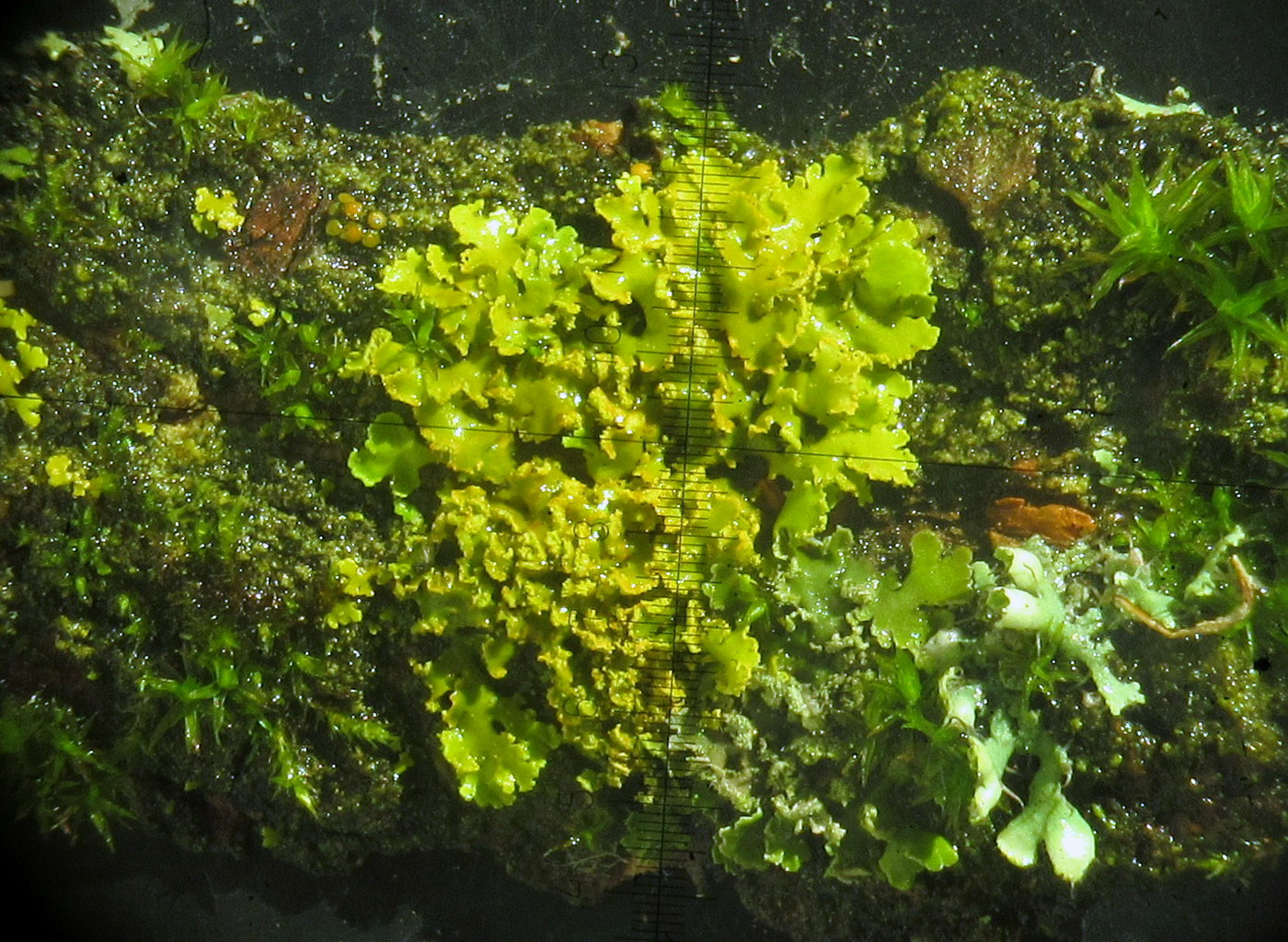 Image of Oxneria fallax specimen.