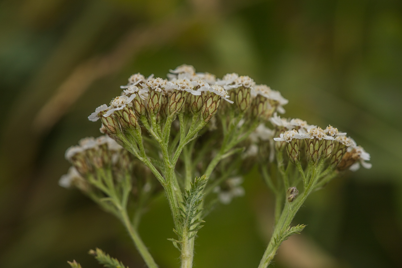 Image of Achillea neilreichii specimen.