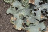 Eryngium maritimum