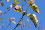 Cornus mas. Побег с генеративными почками. Краснодарский край, Лазаревский р-н, окр. с. Ордынка, 160 м н.у.м., граница леса. 05.11.2022.