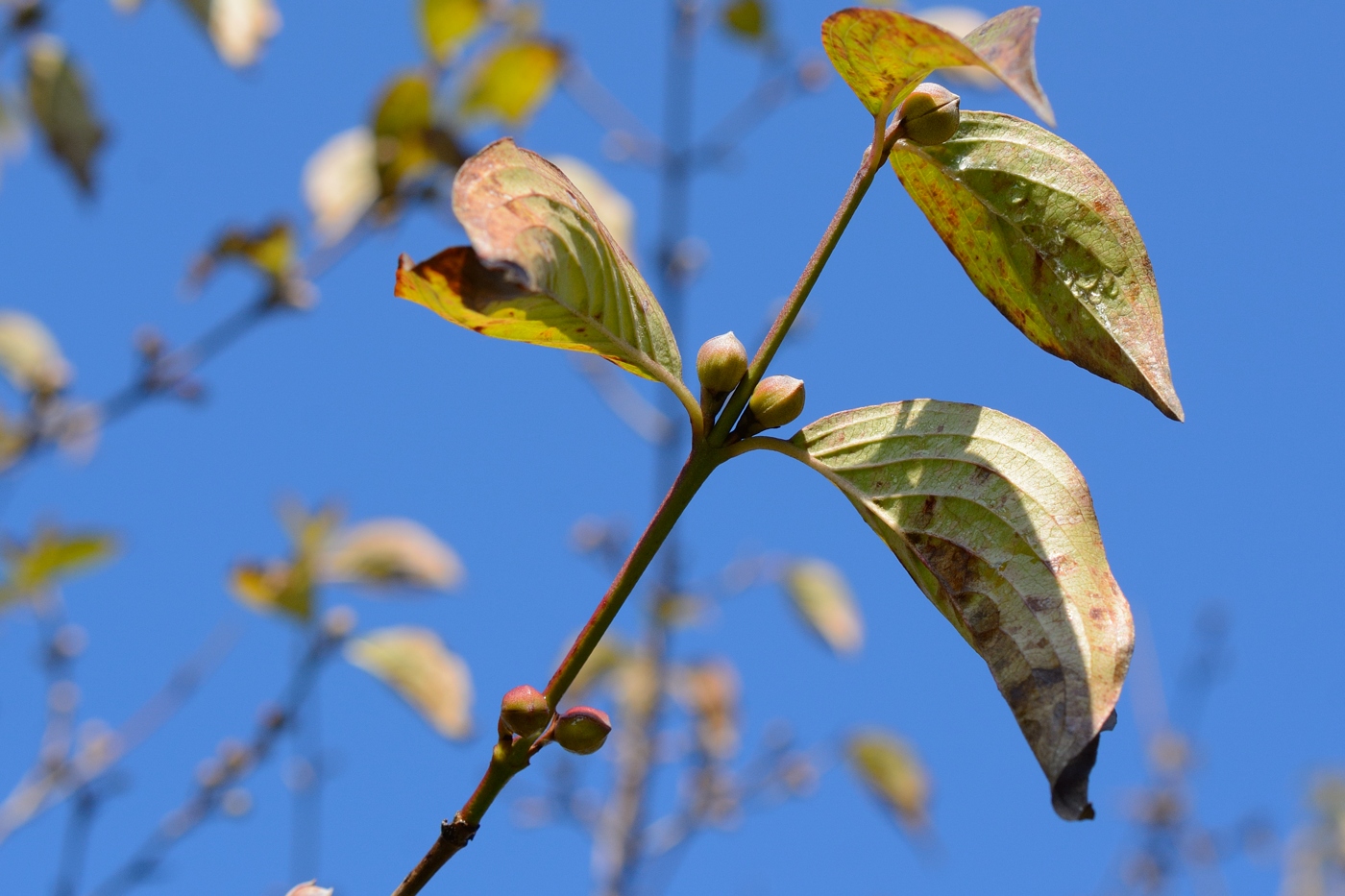 Image of Cornus mas specimen.