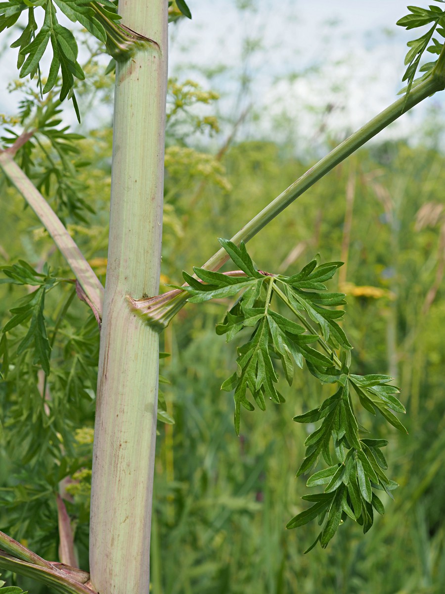 Изображение особи Xanthoselinum alsaticum.