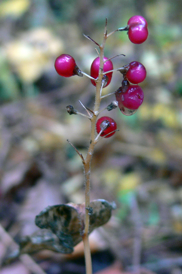 Image of Maianthemum bifolium specimen.