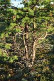 Pinus friesiana. Нижняя часть многоствольного (из-за гибели главного побега) дерева. Мурманская обл., Кольский р-н, к зап. от шоссе Р-21 «Кола» в 1.6 км к сев. от поворота на г. Заозёрск, ернико-кустарничковая берёзовая тундра. 02.08.2022.