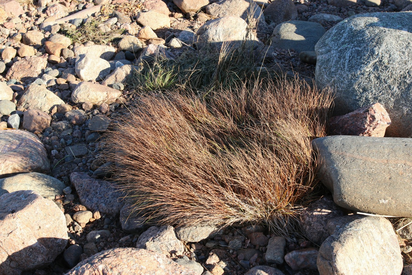 Изображение особи Carex nigra.