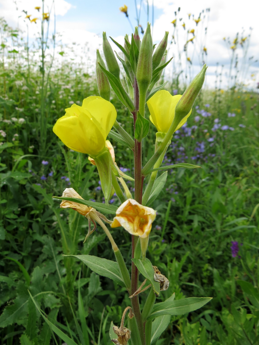 Image of Oenothera depressa specimen.
