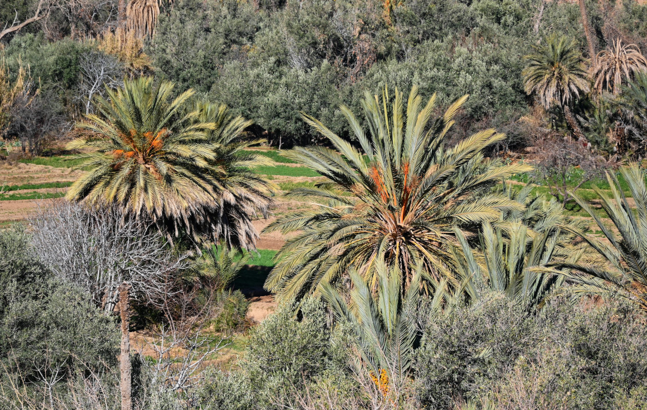 Image of Phoenix dactylifera specimen.