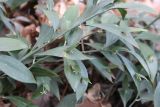 Ruscus hypoglossum