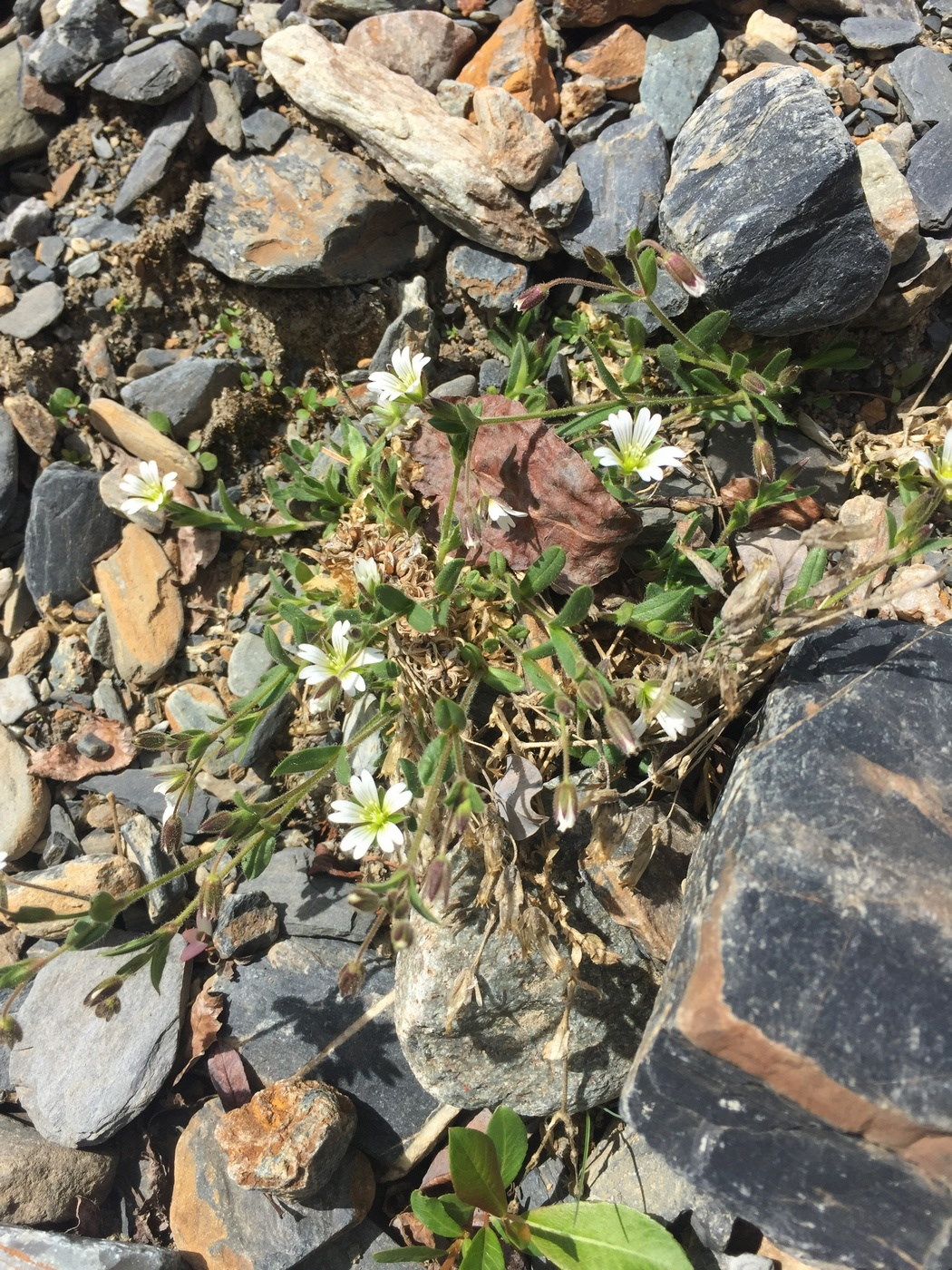 Изображение особи Cerastium pusillum.