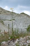 Crepis pannonica. Цветущее растение. Краснодарский край, м/о г. Новороссийск, хр. Маркотх, вершина 462, старый выработанный мергелевый карьер, на обломках мергеля. 09.07.2016.