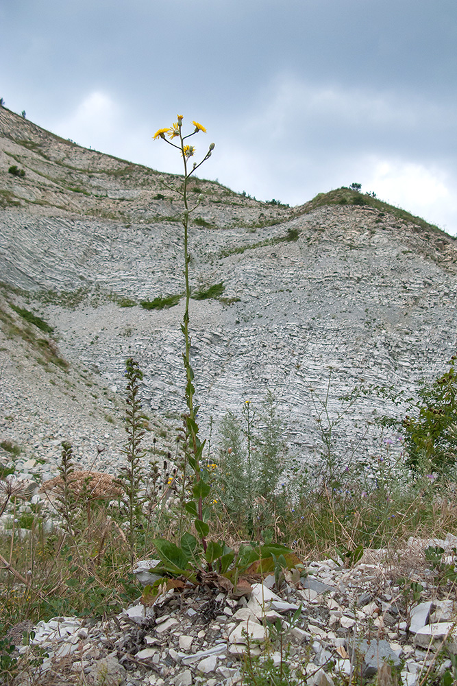 Image of Crepis pannonica specimen.