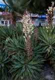 Yucca aloifolia. Цветущее растение. Крым, Алушта, в культуре. 29.10.2021.