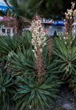 Yucca aloifolia