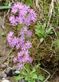 Primula serrata