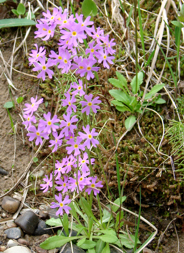 Image of Primula serrata specimen.