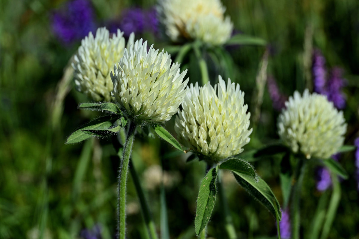 Image of Trifolium trichocephalum specimen.