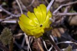 Adonis amurensis. Цветок после опадения большей части тычинок. Приморский край, Шкотовский р-н, окр. с. Новонежино, берег ручья. 02.04.2023.